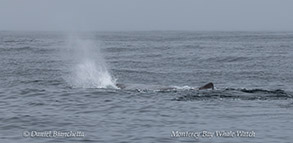 Sperm Whale exhaling at the surface photo by Daniel Bianchetta