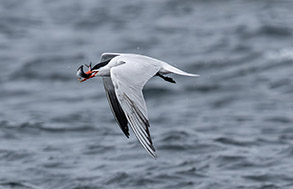 Tern with a fish photo by Daniel Bianchetta