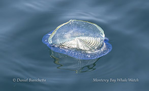 Velella Velella (By-The-Wind Sailor) photo by Daniel Bianchetta