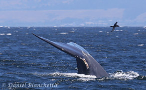 Blue Whale tail with Sooty Shearwater, photo by Daniel Bianchetta