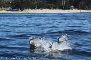 Bottlenose Dolphins near shore, photo by Daniel Bianchetta