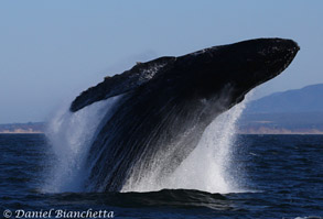 Breaching Humpback Whale mother, photo by Daniel Bianchetta