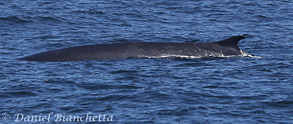 Fin Whale dorsal fin, photo by Daniel Bianchetta