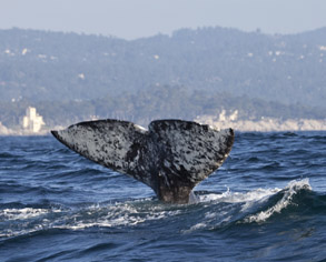 Gray Whale Flukes photo by Daniel Bianchetta