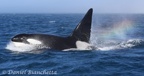 Male Killer Whale CA24 with rainblow, photo by Daniel Bianchetta