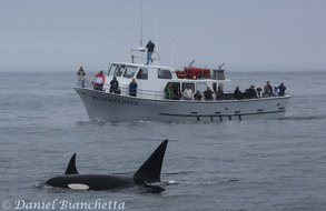 Killer Whales CA-40 and her son CA-40B by Pt Sur Clipper, photo by Daniel Bianchetta
