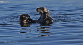 Female sea otter with pup, photo by Daniel Bianchetta
