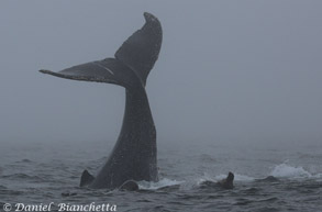 Tail throwing Humpback Whale with Sea Lions, photo by Daniel Bianchetta