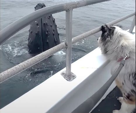Dog Skipper encountering humpback whale