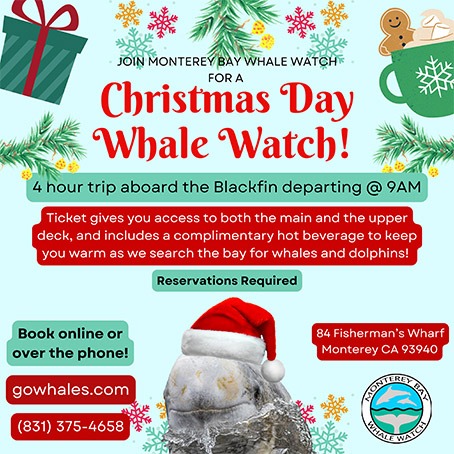 Christmas Day whale watch