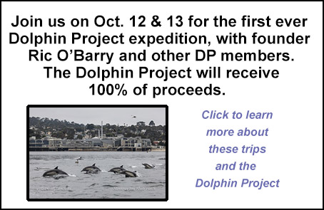 Dolphin Project Fundraiser