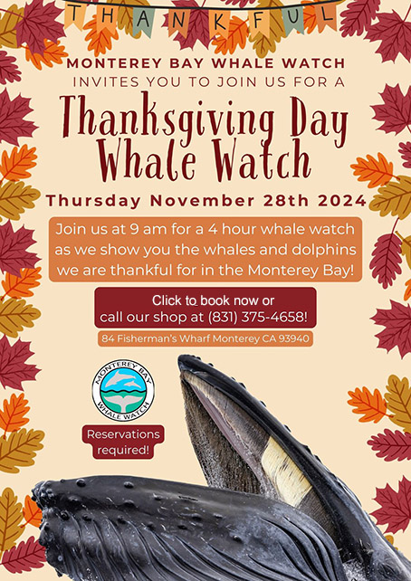 Thanksgiving Day whale watch