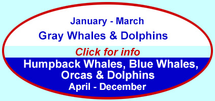 Click to learn about whale watching trips
